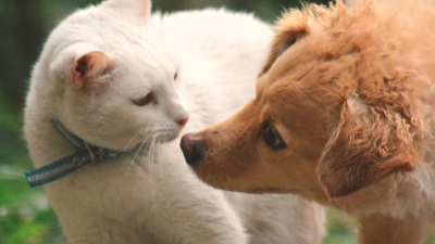 Se realizará el 6to Congreso Nacional de Derecho Animal en Resistencia