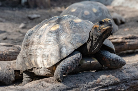 Tortuga Yabotí2.jpg