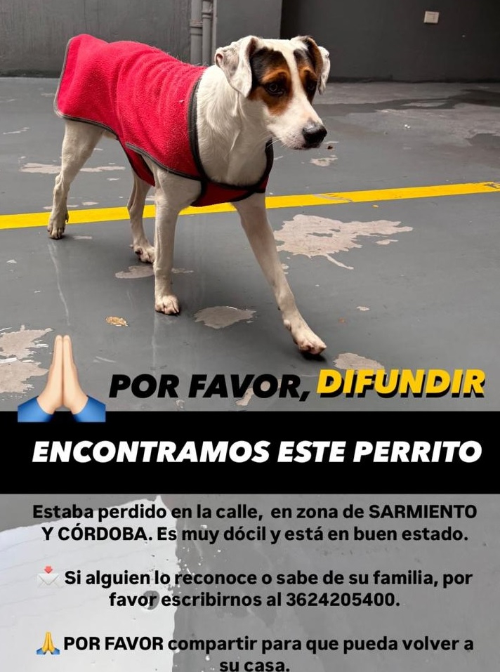 perro.jpg