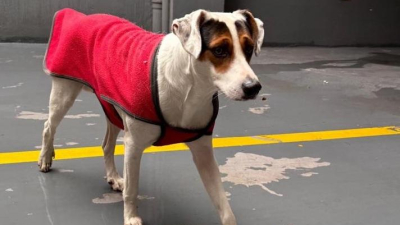 Buscan al dueño de un perro hallado en Córdoba y Sarmiento