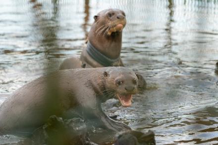 Nutria gigante recinto arnes -06 2025- Lucinda Di Martino-05.jpg