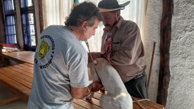 Veterinarios en alerta por charlas y consejos sin aval profesional
