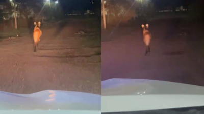 Aguará guazú sorprendió en la zona de conocido hotel y fue devuelto a su hábitat