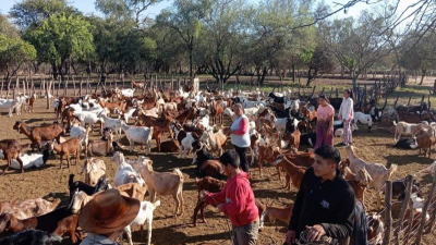 Asistencia permanente a productores caprinos y ovinos en todo el Chaco