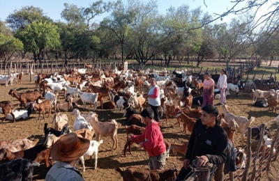 Asistencia permanente a productores caprinos y ovinos en todo el Chaco