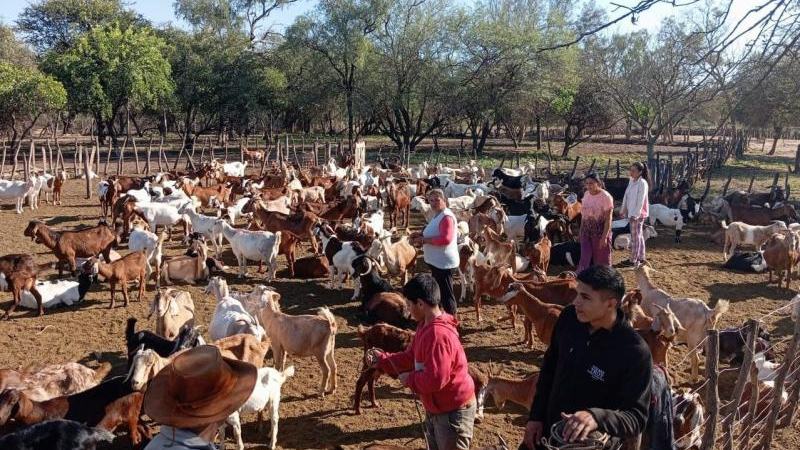 Asistencia permanente a productores caprinos y ovinos en todo el Chaco