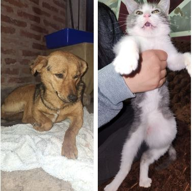campaña por mascotas.JPG