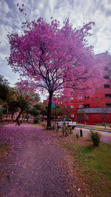LAPACHO 1.JPG