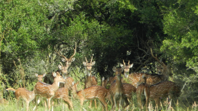Identifican en el Chaco la presencia de una especie exótica de riesgo para la fauna nativa