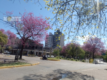 soleado lapachos.jpg