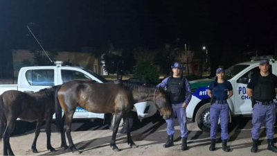 Recuperan caballos de una fundación: los ladrones pedían rescate para devolverlos