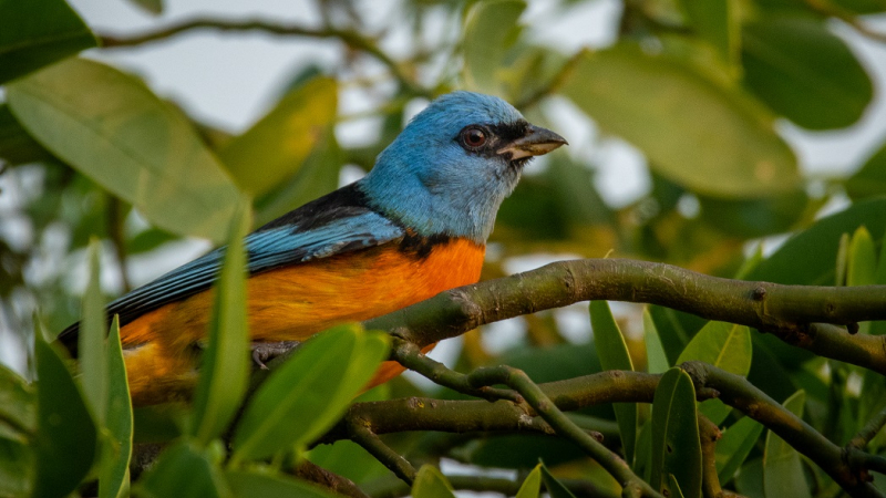 El Impenetrable expone al mundo su gran diversidad de aves