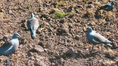 Tras el ataque de palomas, se reúne la Comisión de Sanidad