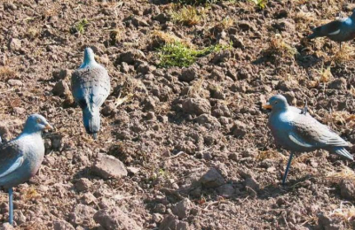 Tras el ataque de palomas, se reúne la Comisión de Sanidad