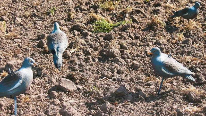 Tras el ataque de palomas, se reúne la Comisión de Sanidad