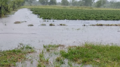 Las lluvias obligan a postergar el Segundo Encuentro de Frutilla y la Expo Frutihortícola del Chaco