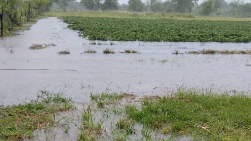 Las lluvias obligan a postergar el Segundo Encuentro de Frutilla y la Expo Frutihortícola del Chaco