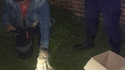 Rescataron a un mono carayá herido en el barrio Parque Autódromo de Resistencia