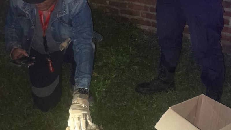 Rescataron a un mono carayá herido en el barrio Parque Autódromo de Resistencia