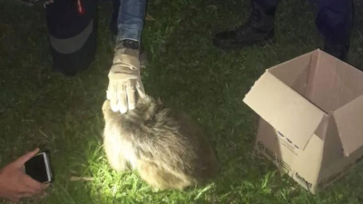 Murió el carayá hallado herido en el barrio Parque Autódromo