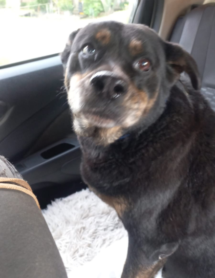 perro.jpg