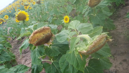 girasol2.jpg