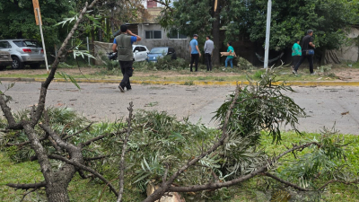 Cayó un árbol en el estacionamiento del Pediátrico y dañó cinco vehículos