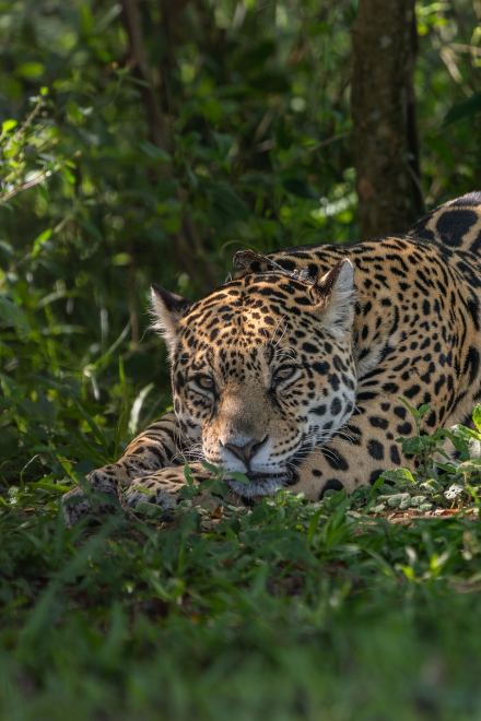 Yaguareté crédito Sebastián Navajas - Fundación Rewilding Argentina .jpg