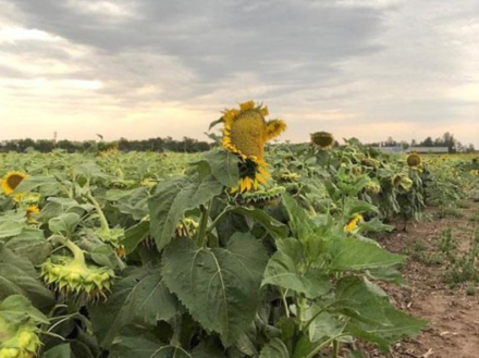 girasoles.jpg