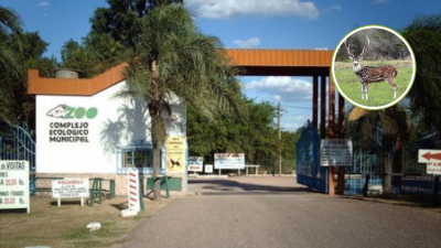 Robaron una cierva axis en el Complejo Ecológico de Sáenz Peña