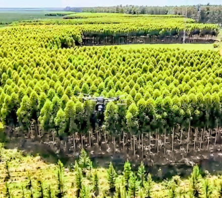 reforestacion.jpg