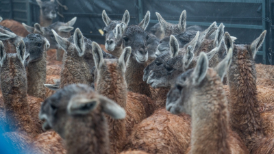 Luego de más de un siglo de ausencia, el guanaco regresa a El Impenetrable