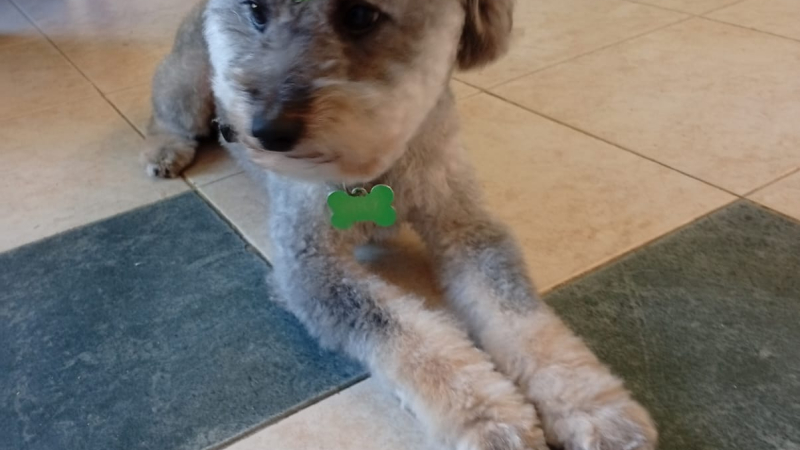 Buscan a Milo
