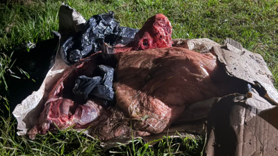 Incautaron cien kilos de carne de cerdo que era transportada de forma clandestina