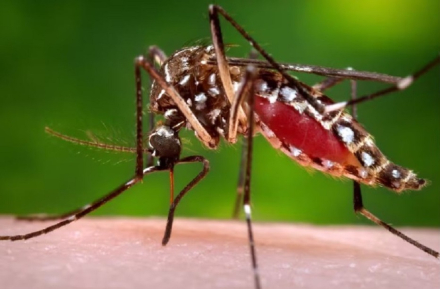dengue2.jpg