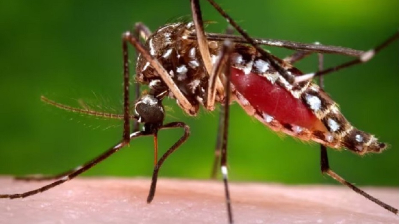 Recomiendan reforzar las medidas de prevención del dengue