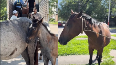Seis caballos fueron retirados de la vía pública
