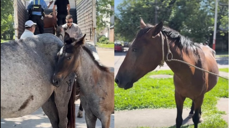 Seis caballos fueron retirados de la vía pública