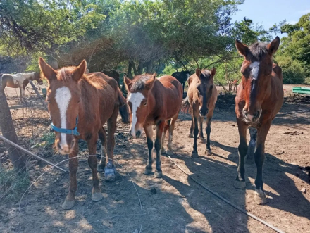 caballos.jpg