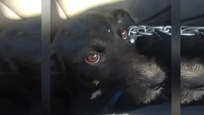 Apelan a la solidaridad para solventar cuidados de dos perritas rescatadas