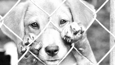 Cuando la crueldad deja de ser un hecho aislado: el derecho animal interpela al Chaco