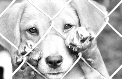 Cuando la crueldad deja de ser un hecho aislado: el derecho animal interpela al Chaco