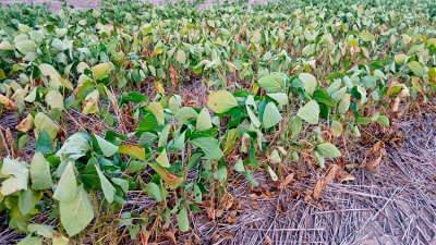 Las sojas comienzan a complicarse por la falta de lluvias y las altas temperaturas