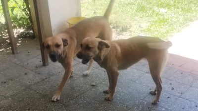 Piden colaboración para costear operaciones de perros y gatos en Vedia
