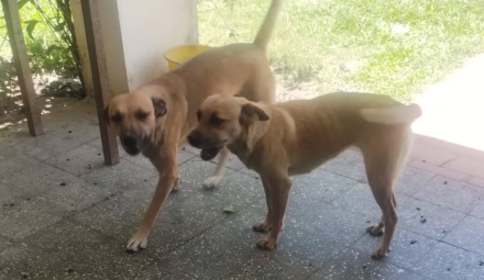 perros.jpg