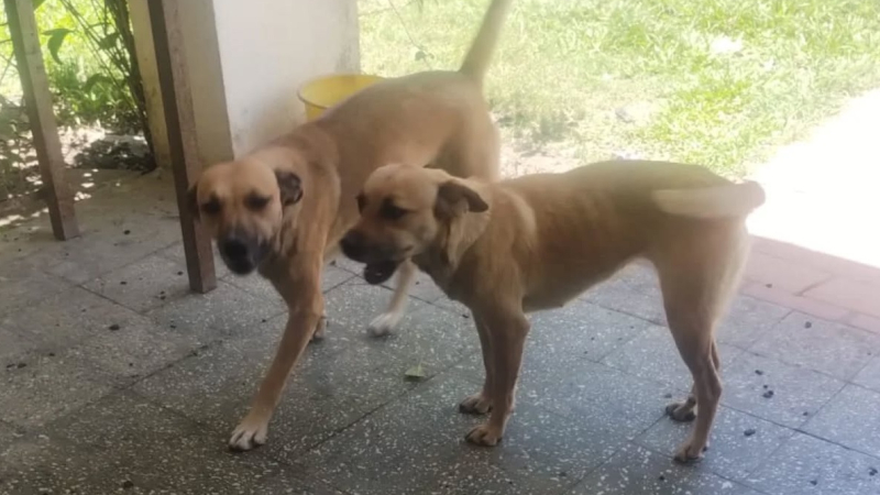 Piden colaboración para costear operaciones de perros y gatos en Vedia