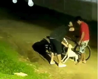 perro
