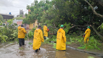 Impactantes imágenes de un árbol caído cerca de la vía