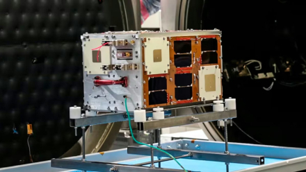 microsatelite2
