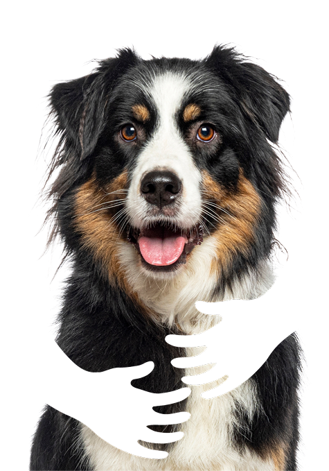 perro.jpg